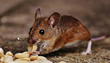 24 Hour & Emergency Exterminators in Coker Creek, TN
